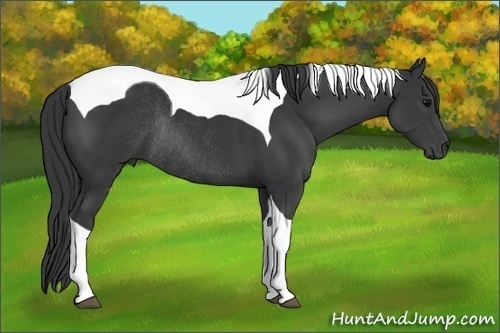Horse Color: Black Tobiano Rabicano 