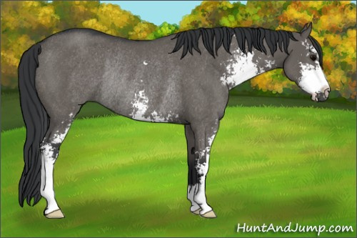 Horse Color: Grullo Sabino Rabicano 