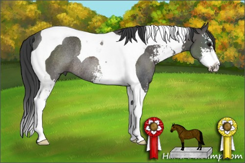 Horse Color: Black Sabino Tobiano Rabicano 