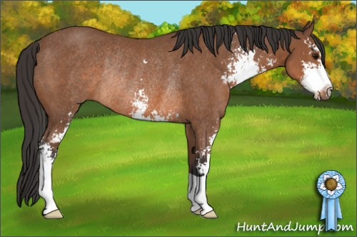 Horse Color: Bay Sabino Rabicano 