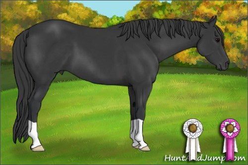 Horse Color: Black 