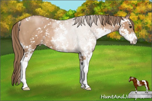 Horse Color: Black Pearl Sabino 