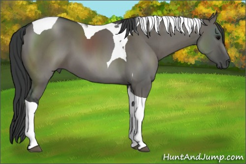 Horse Color: Grullo Tobiano 