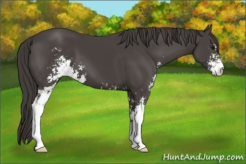 Horse Color:Smoky Black Sabino