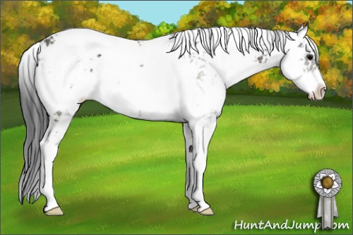 Horse Color: Black Sabino 