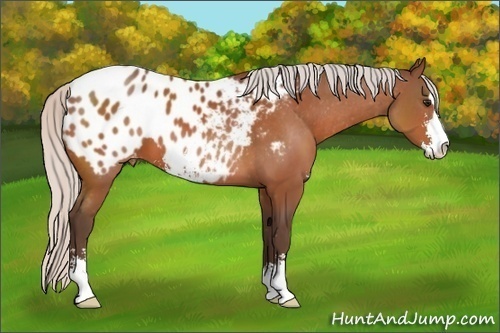 Horse Color: Silver Bay Sabino Blanket 