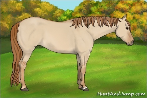 Horse Color:Red Dun