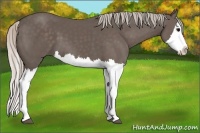 Horse Color:Silver Black Splash
