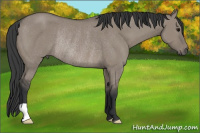 Horse Color:Grullo Rabicano 