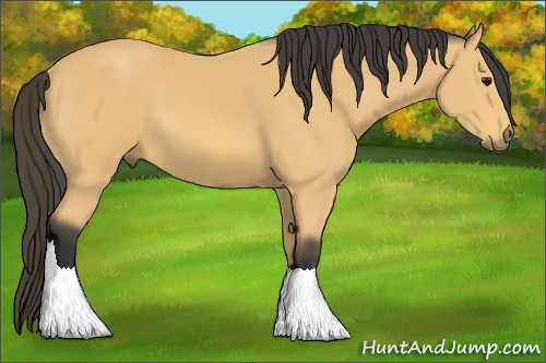 Horse Color: Buckskin Sabino 
