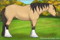 Horse Color:Buckskin Sabino 