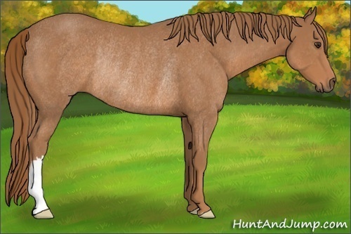 Horse Color: Chestnut Rabicano 
