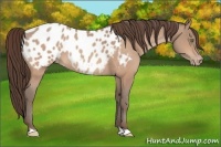 Horse Color:Amber Champagne Appaloosa Rabicano 