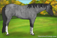 Horse Color:Blue Roan Tobiano Rabicano 