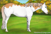 Horse Color:Palomino Sabino Splash