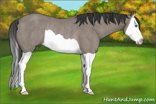Horse Color: Grullo Splash Rabicano 