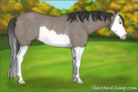 Horse Color:Grullo Splash Rabicano 