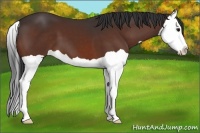 Horse Color:Bay Splash 