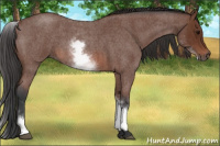 Horse Color:White Spotted Bay Roan 