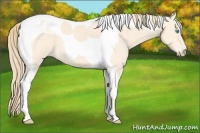Horse Color:Perlino Tobiano
