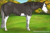 Horse Color:Smoky Black Sabino Splash 