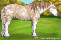 Horse Color:Liver Chestnut Pearl Sabino Splash