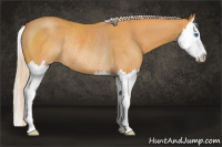 Horse Color:Palomino Splash Rabicano 
