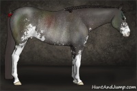 Horse Color:Smoky Black Sabino Rabicano