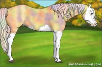 Horse Color:Nacre Palomino Splash
