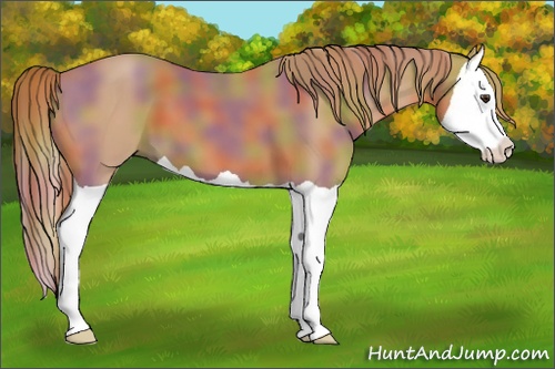 Horse Color: Nacre Chestnut Splash 