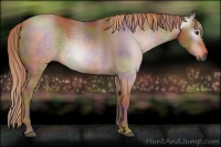 Horse Color:Gray Nacre Chestnut 