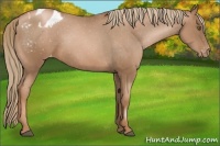 Horse Color:Liver Chestnut Pearl Sabino Blanket Rabicano 