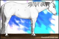 Horse Color:Brown Fewspot 