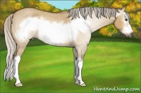 Horse Color:Gray Silver Buckskin Roan Dun Sabino Splash Frame Rabicano 