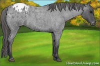 Horse Color:Blue Roan Appaloosa 