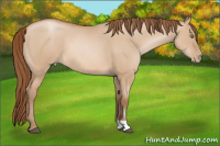 Horse Color:Bay Pearl Dun 
