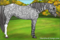 Horse Color:Blue Roan Snowflake VarnishRabicano 