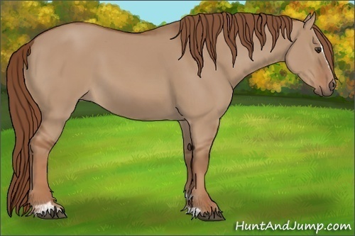 Horse Color: Red Dun Sabino 