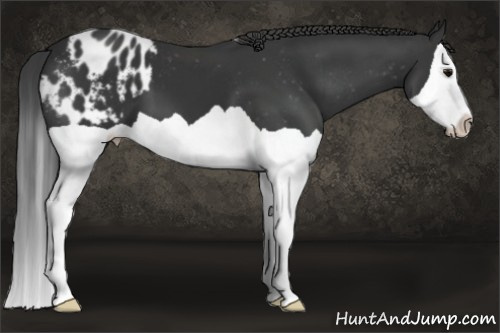 Horse Color: Black Splash Blanket 