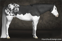 Horse Color:Black Splash Appaloosa 