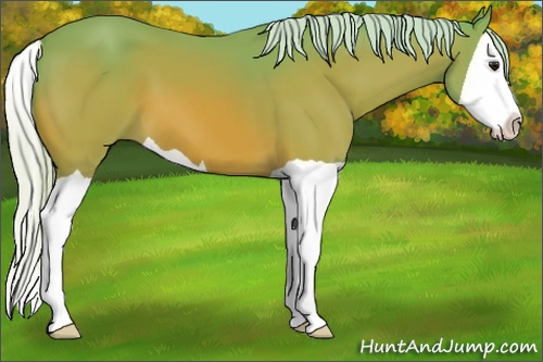 Horse Color: Watercolor Silver Bay Splash 