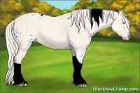 Horse Color:White Spotted Cremello Dun Tobiano 