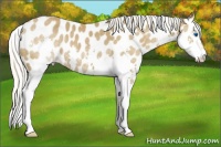 Horse Color:Silver Smoky Black Splash Appaloosa Rabicano