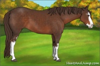 Horse Color:White Spotted Liver Chestnut Splash 
