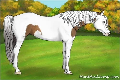 Horse Color:Buckskin Splash Tobiano 