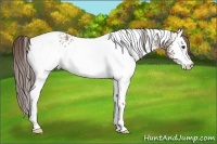 Horse Color:White Spotted Classic Champagne Appaloosa 
