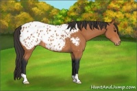 Horse Color:Bay Appaloosa 