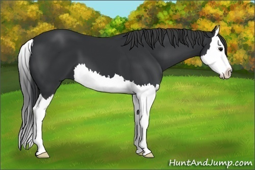 Horse Color: Black Splash 