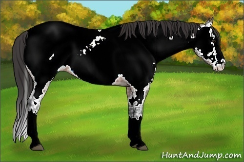 Horse Color:Bay Ice Roan Splash Appaloosa 