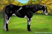 Horse Color:Bay Ice Roan Splash Appaloosa 